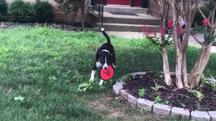 Fetching Frisbee